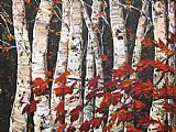Maya Eventov Sleeping Maple painting
